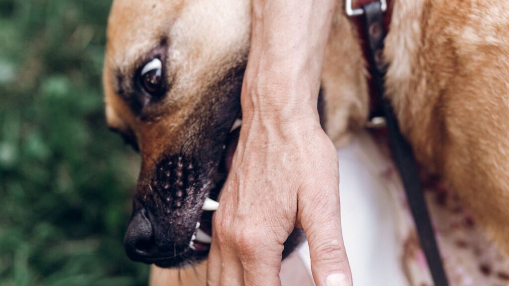 Dog Bite Lawyer in Salt Lake City at William Enoch Andrews Injury Lawyer