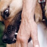 Dog Bite Lawyer in Salt Lake City at William Enoch Andrews Injury Lawyer
