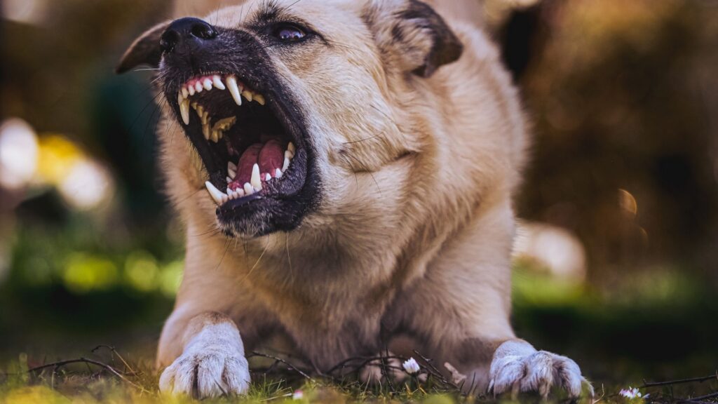 What You Should Do After A Dog Bite Attack In Salt Lake City in Utah